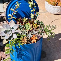 Mix succulents