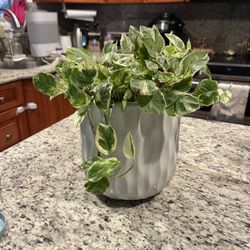 Pothos 'N'joy houseplant Real Natural 