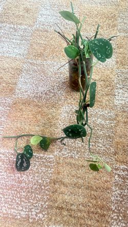 Rooted Scindapsus cuttings with glass vase
