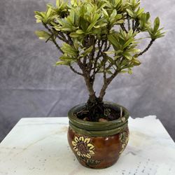 Bonsai Ixora