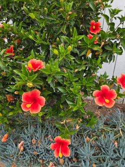 Mature hibiscus