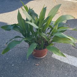 Aspidistra elatior Plant