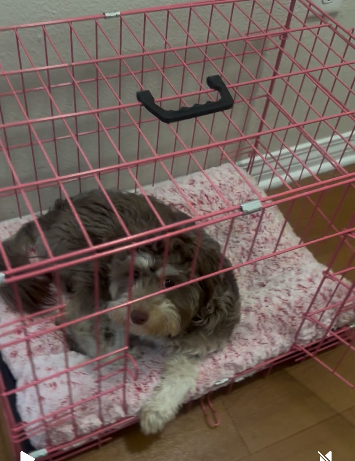 Dog Crate With Bed