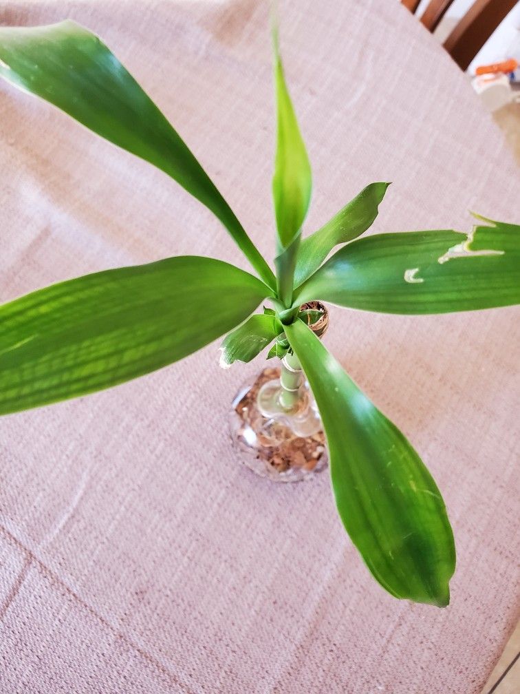 Bamboo Plant