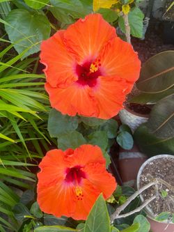 Hibiscus Plant- Cross Fire