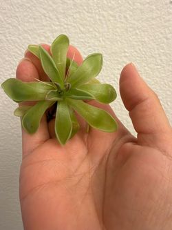 Pinguicula estrellita