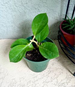 Hoya  pachyclada  plant