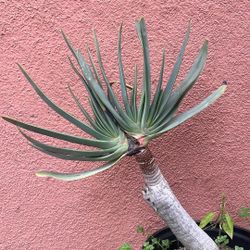 Paddle Aloe Plicatilis Plant 