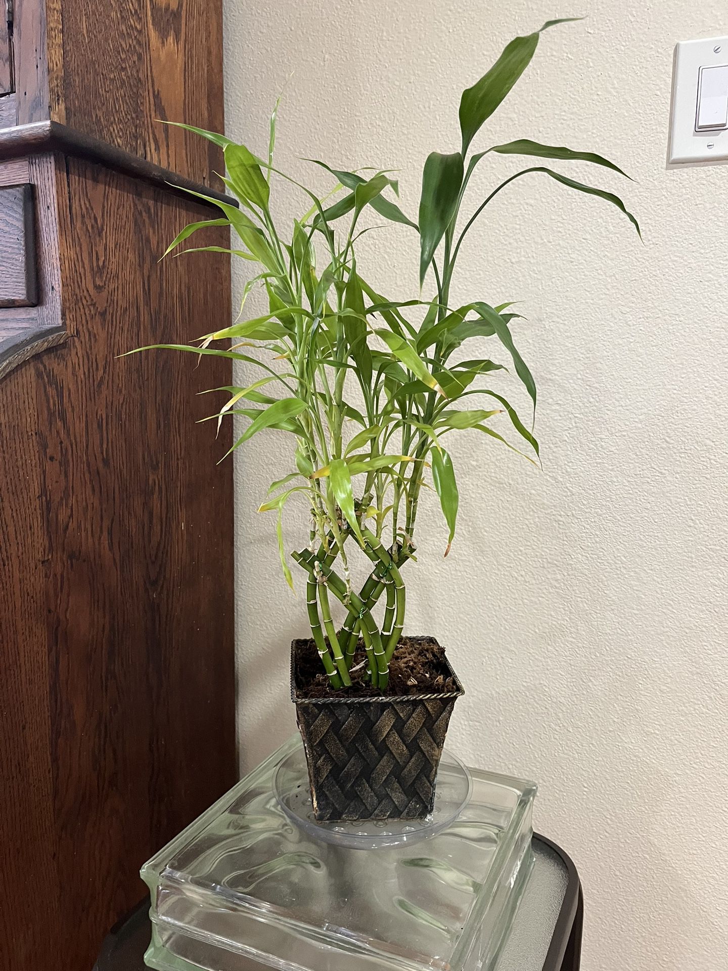 Approximately 26" Braided potted Bamboo Plant