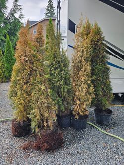 Free 5 Arborvitae Thujas *read*