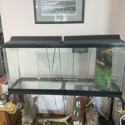 Aquariums - 55 Gallon and 10 Gallon