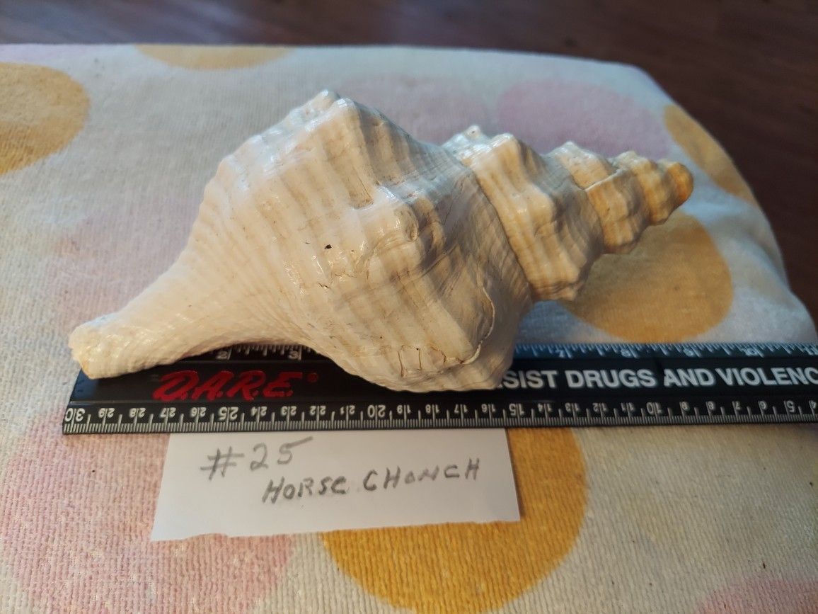 #25 Horse Chonch Shell, Shelf Sitter Decorations