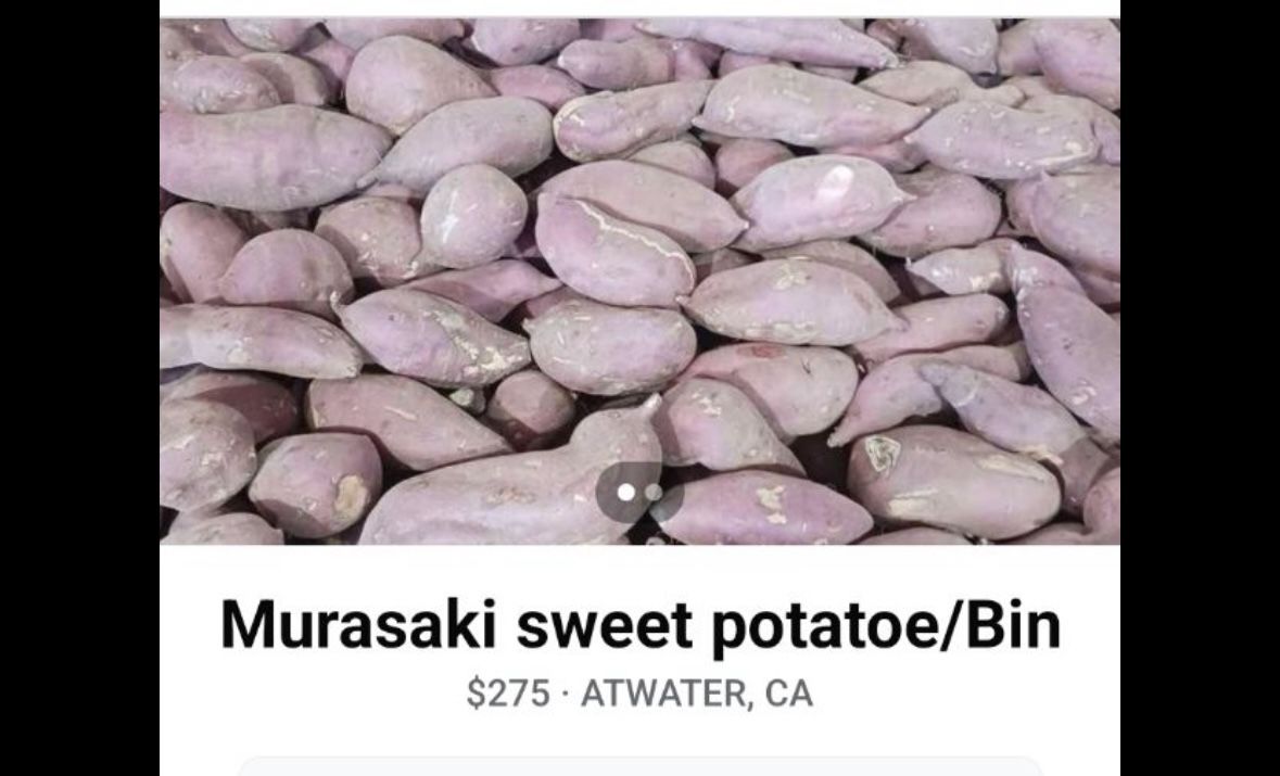 Sweet Potato 