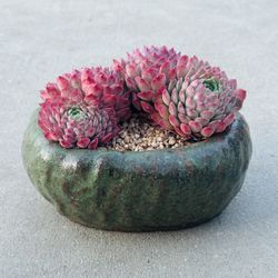 Succulents plants 🪴 (Echeveria 'Red hole')