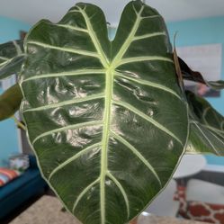 Large, Alocasia Morocco