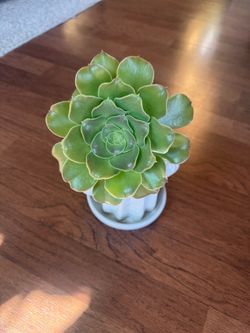 Tree aeonium plant in cute ceramic pot WITH PURCHASE OVER $60