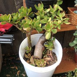 Planta Suculentas 