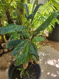 Loquat fruit trees. I have 1ft-4 ft. Tall