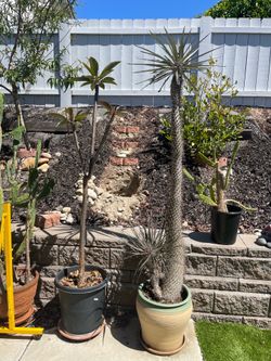 Madagascar Palm (Pachypodium Lamerie). Big (approximately 8” tall), Healthy, and Matured (over 15 year old). In Beautiful Ceramic Pot.