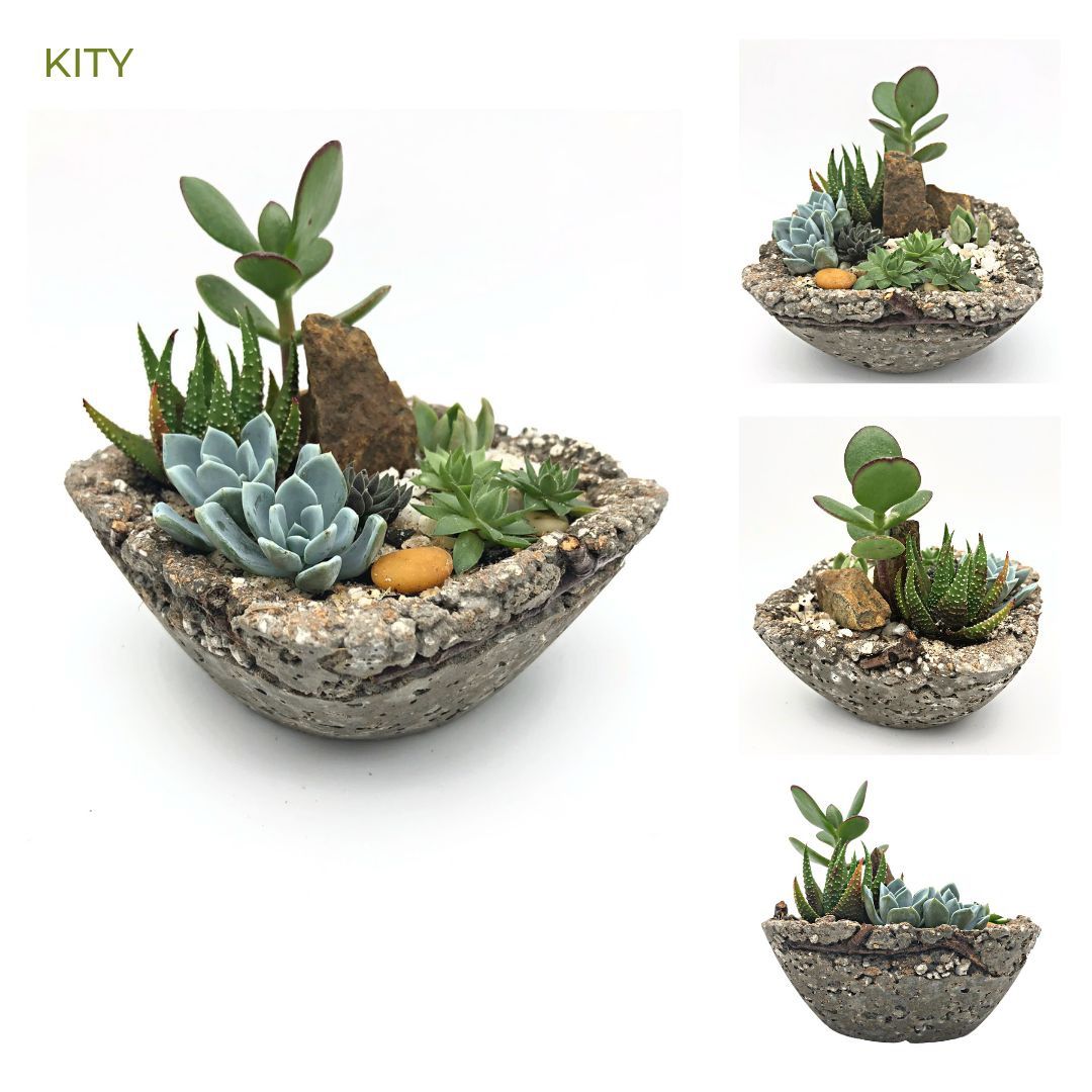 Succulent Arrangements Motherโs Day