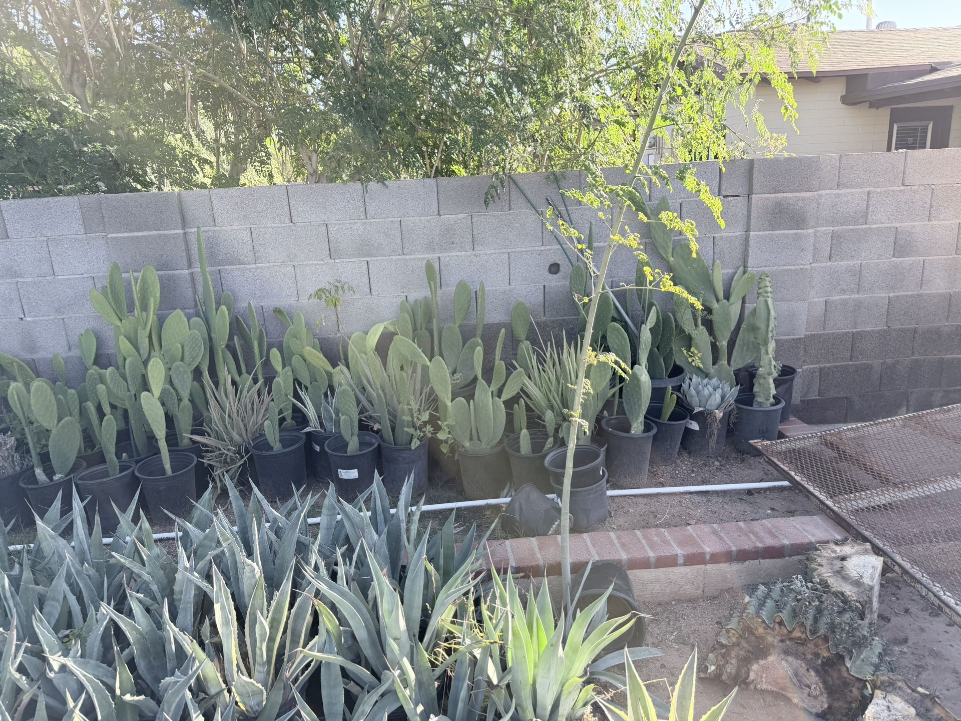 Agave Plants