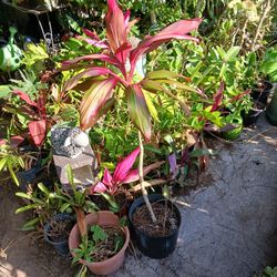 Hawaiian Ti Landscape Plant Potted Plant