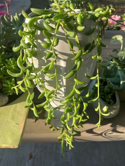 String of Banana Plant