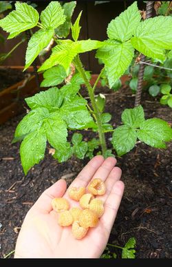 Yellow Sweet Raspberry Plants 1for5$ Or 3 For 10$