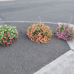 Flowers Baskets And Pots $15 Each