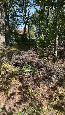 Free brush fire wood