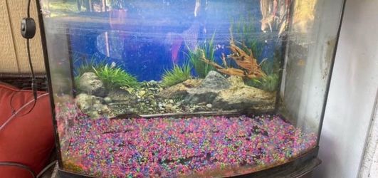 Fish aquarium