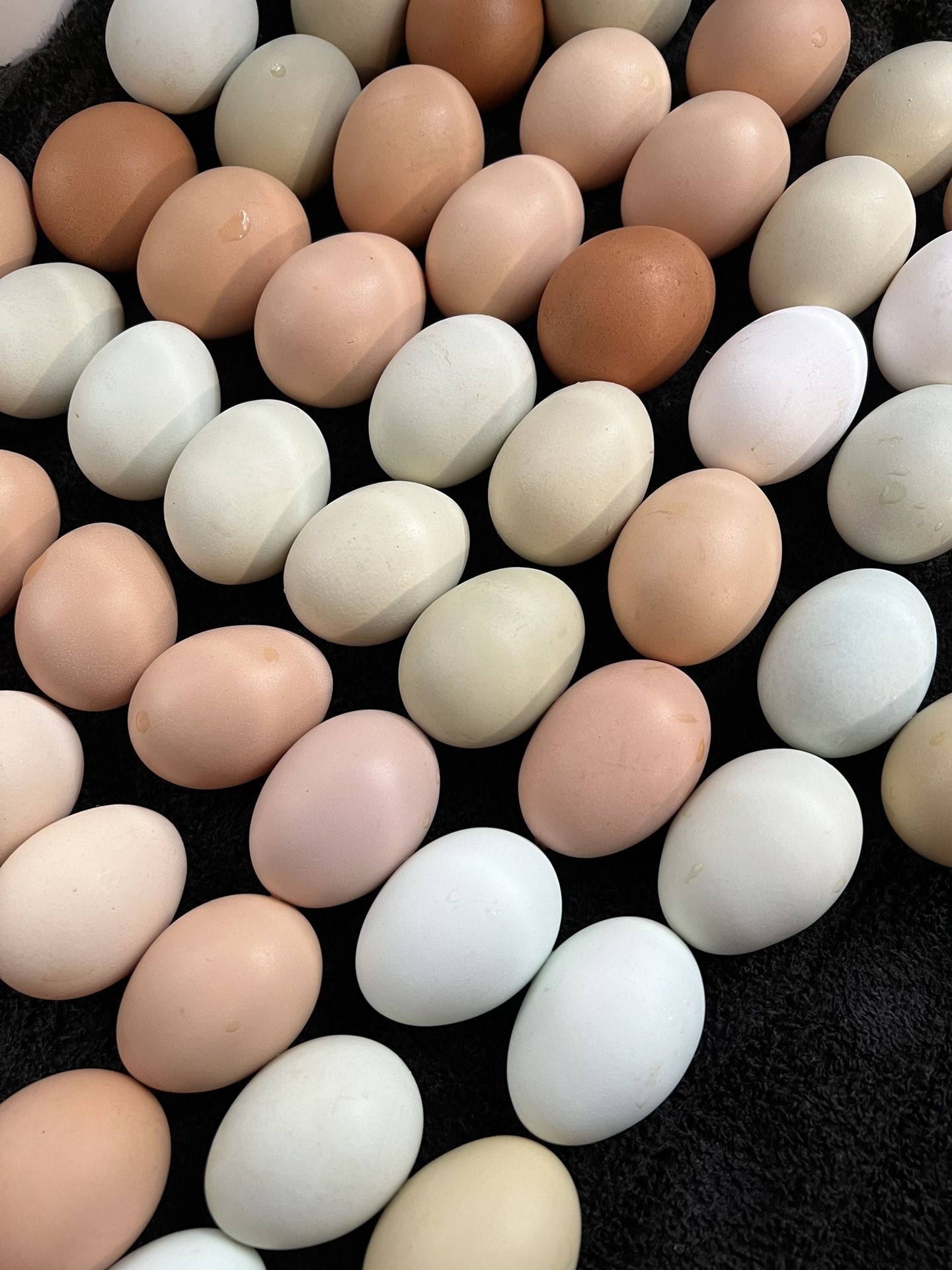 Fresh Eggs🐓