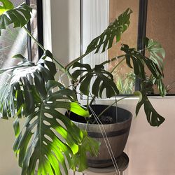 Giant Monstera