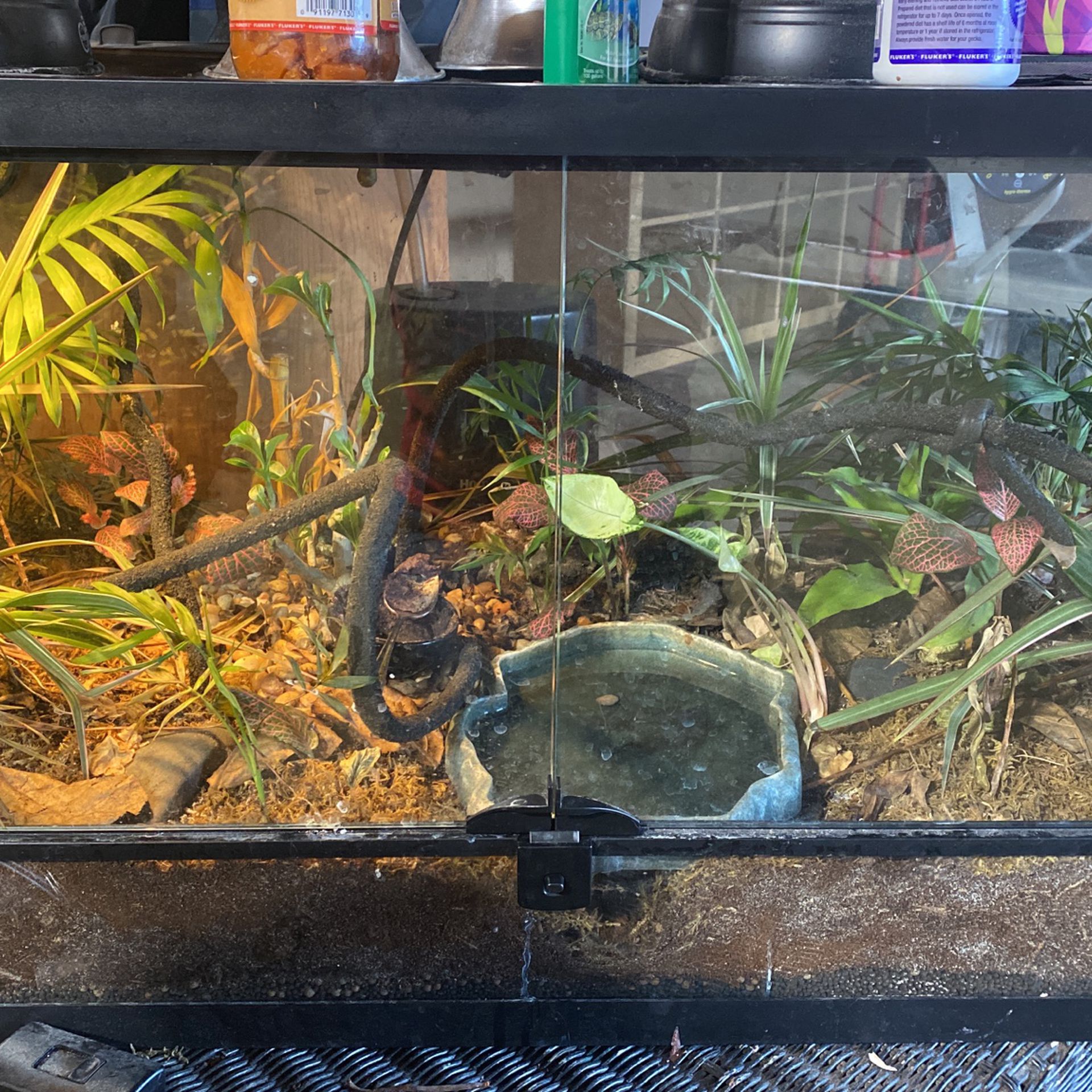 Tank And Crested Gecko Lizard