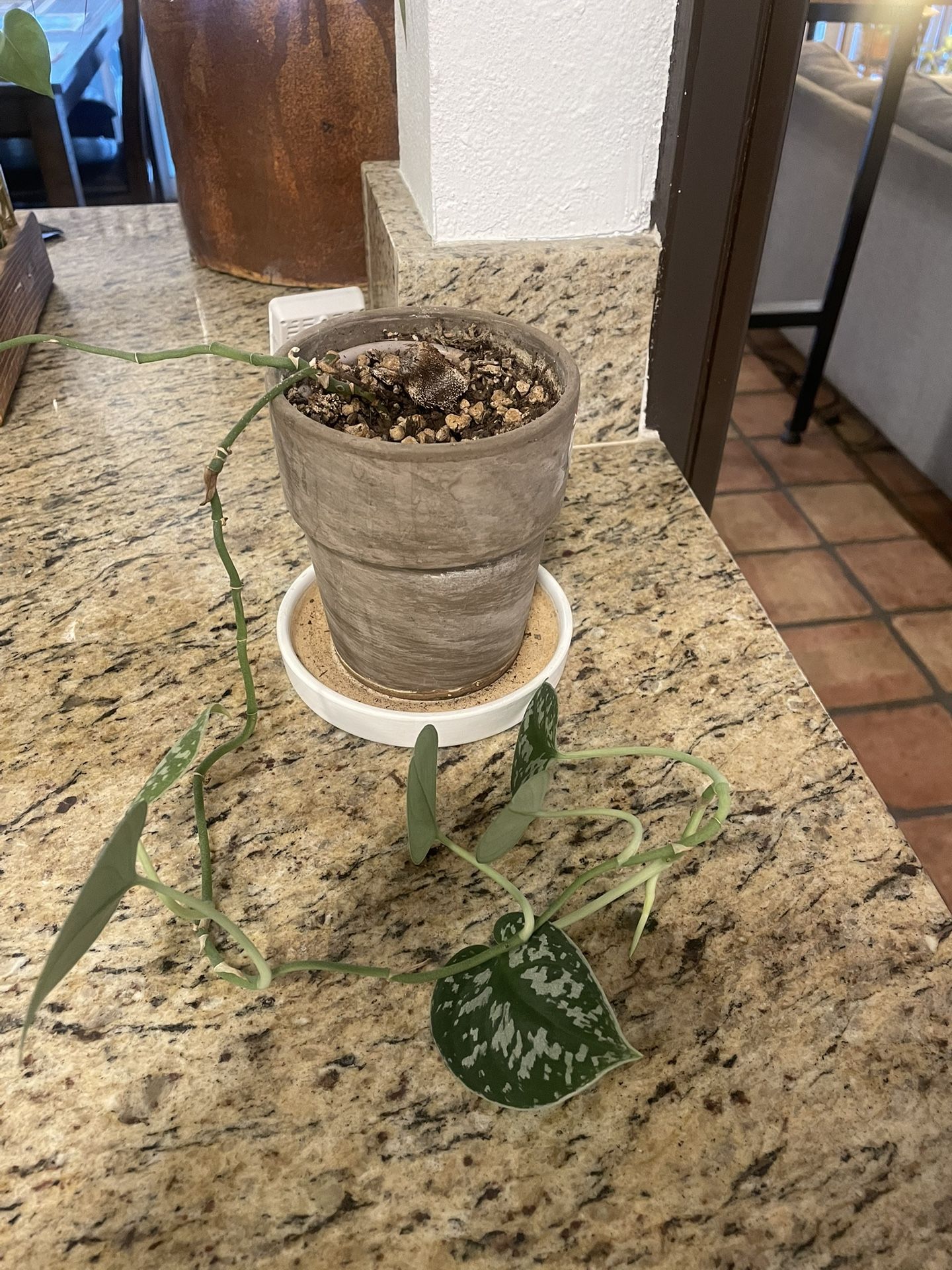 Scindapsus Plant