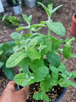 Plants for sale