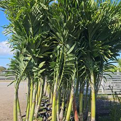 Christmas palms over 8 feet tall Instant privacy Hedge and decoration