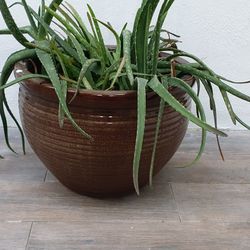 Aloe plant and glazed pot