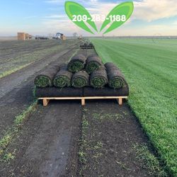 Best QUALITY Sod 