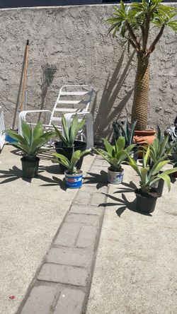Agave