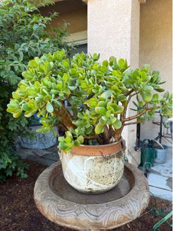 Large healthy potted jade plant 26 inches tall