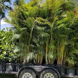 Arecas 8 To 9 Feet Tall Full Green  Fertilized  Ready For Planting Instant Privacy Hedge  Same Day Transportation 