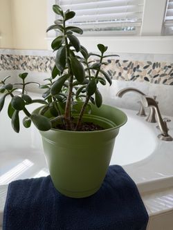 Live Jade Plant in Green Plastic Pot