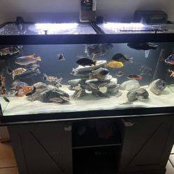 75 Gallon Fish Tank With Everything