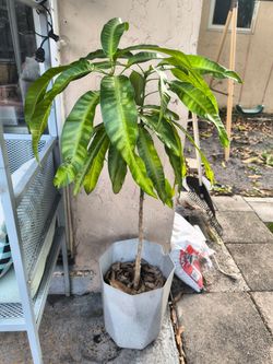 Mango tree