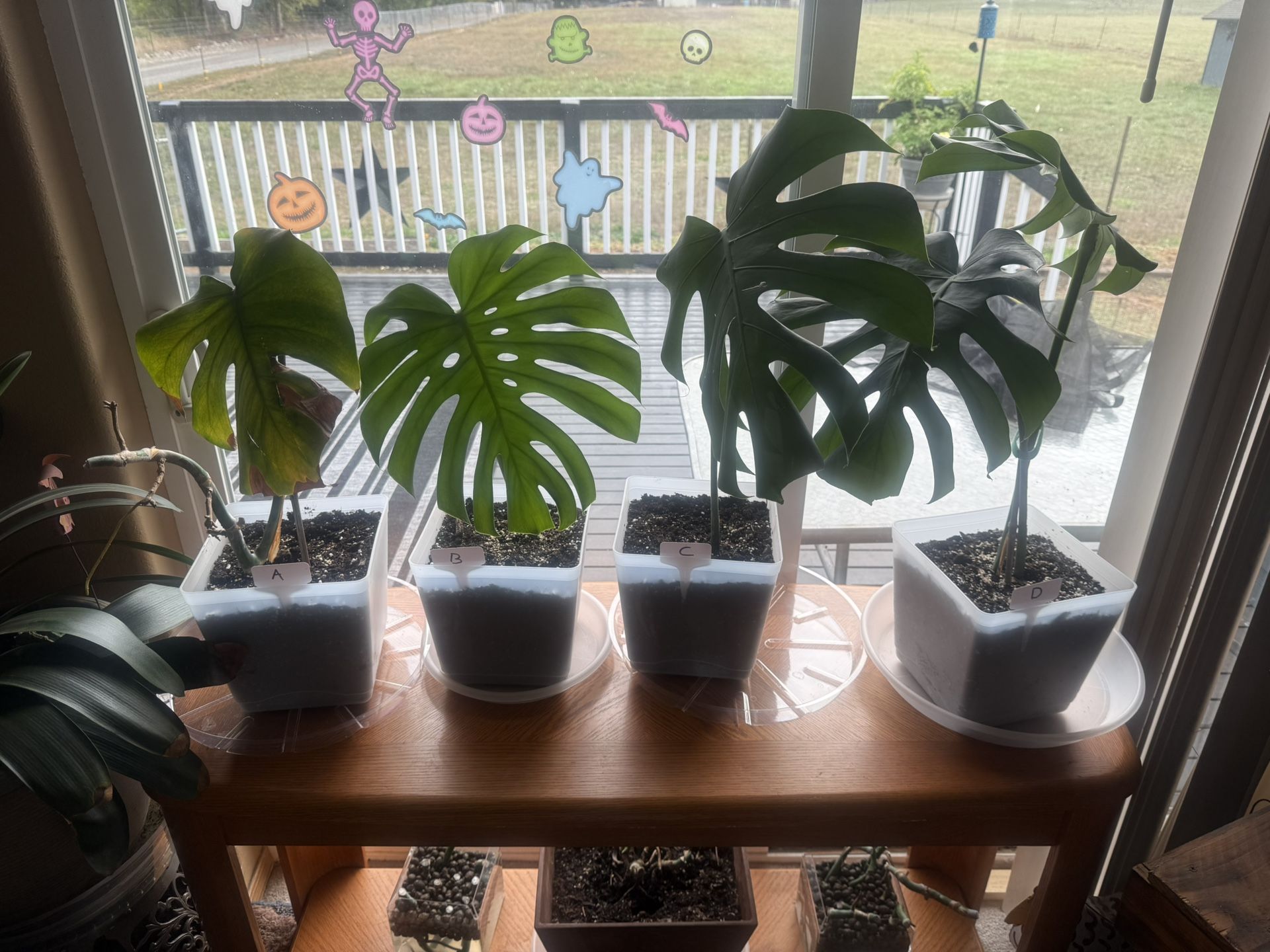 Monstera Deliciosa Plant Starts