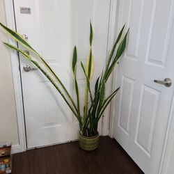 Snake Plant 