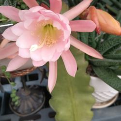 Succulent Plant.
