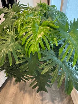 House plants - Philodendrons