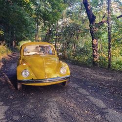 1968 Volkswagen Bug